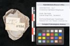 Foto (Detailansicht) von Cinnamomum intermedium Ettingshausen (NHMW-GEO-2024-0188-10154)